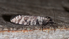 Lepidoscia annosella