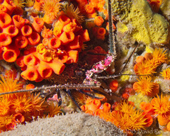 Panulirus marginatus