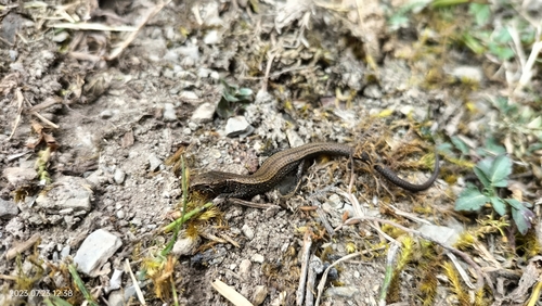 Proctoporus lacertus