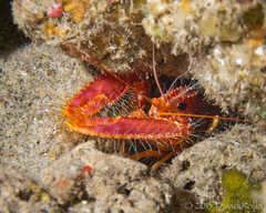 Enoplometopus occidentalis