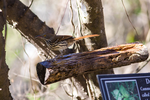 Long-billed Thrasher