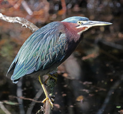 Butorides virescens image