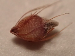 Rhynchospora caduca