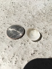 Divalinga quadrisulcata