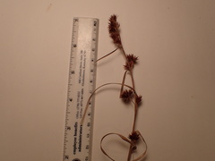 Rhynchospora glomerata