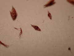 Rhynchospora glomerata