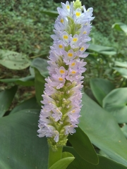 Pontederia sagittata