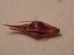 Rhynchospora glomerata