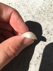 Divalinga quadrisulcata