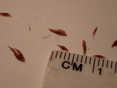 Rhynchospora glomerata