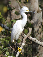 Egretta thula image