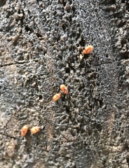 Symbiotes gibberosus