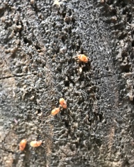 Symbiotes gibberosus