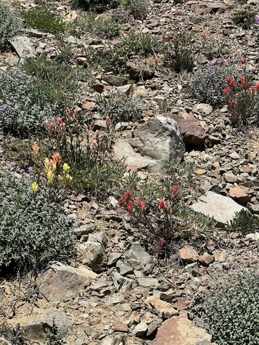 Image of Castilleja elmeri by no rights reserved