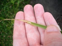 Cosmopterix attenuatella