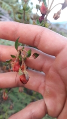 Brachyotum strigosum