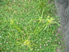 Cosmopterix attenuatella