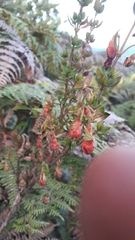 Brachyotum strigosum