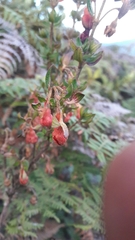 Brachyotum strigosum