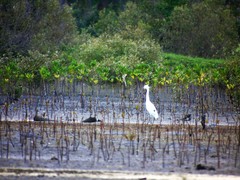 Egretta eulophotes