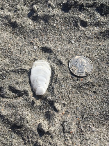 Eastern White Slippersnail