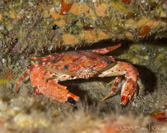 Goniosupradens hawaiensis