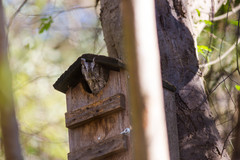 Megascops asio mccallii