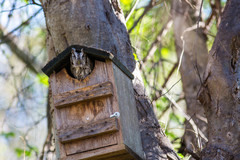 Megascops asio mccallii