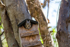 Megascops asio mccallii