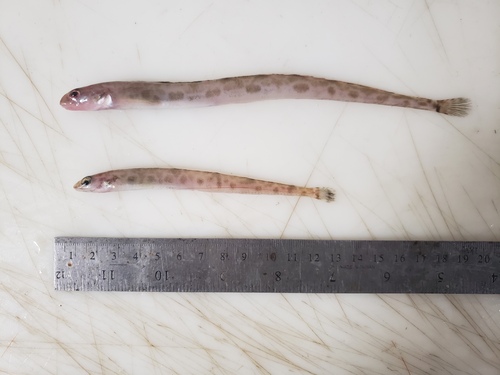Slender eelblenny (Lumpenus fabricii) — Stichaeidae — 2