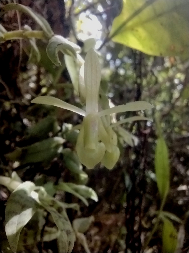 Epidendrum tigriphyllum