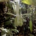 Epidendrum stanhopeanum - Photo (c) Sofía García, vissa rättigheter förbehållna (CC BY), uppladdad av Sofía García
