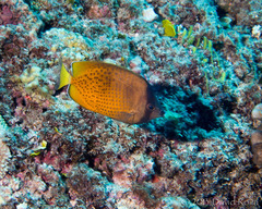 Chaetodon kleinii