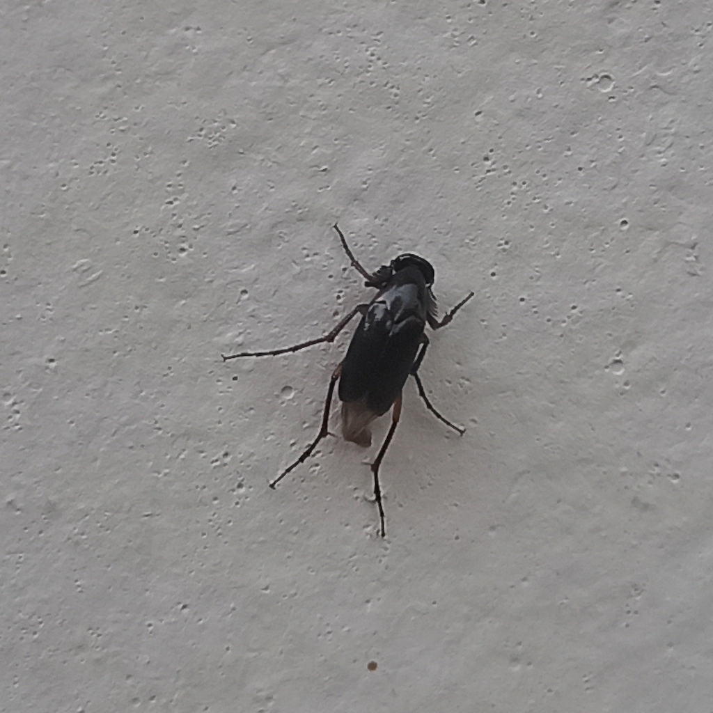 Macrosiagon tarsata