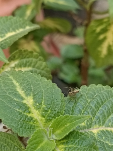 Photo of Striped Lynx Spider (Oxyopes salticus)