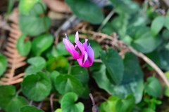 Cyclamen repandum
