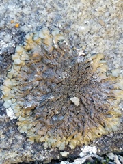 Xanthoparmelia verruculifera