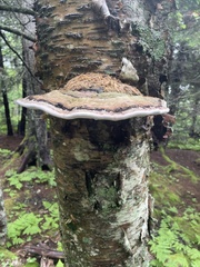 Ganoderma applanatum image