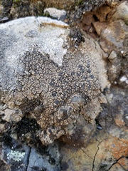 Lobothallia alphoplaca