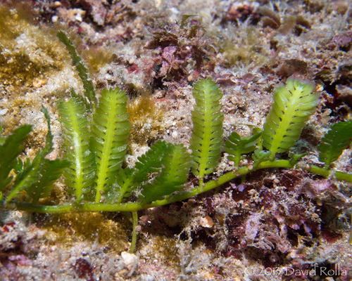 caulerpa mexicana