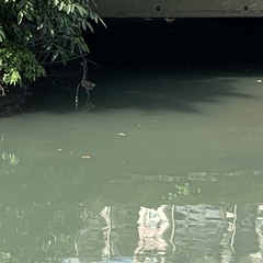 Nycticorax nycticorax