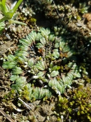 Riccia beyrichiana