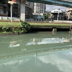 Nycticorax nycticorax