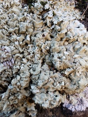 Xanthoparmelia maricopensis