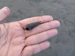 Terebridae