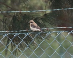Oenanthe hispanica