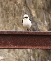 Oenanthe hispanica