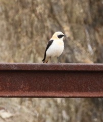Oenanthe hispanica