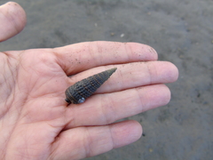 Terebridae