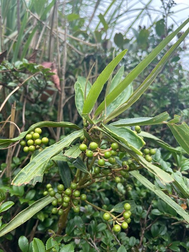 Ardisia crispa